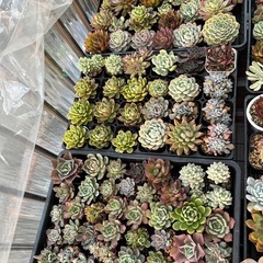 多肉植物②の画像