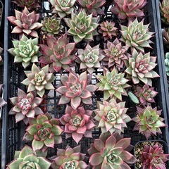 多肉植物　韓国苗
の画像