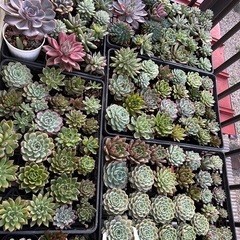 多肉植物　韓国苗
の画像