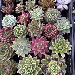 多肉植物　韓国苗
の画像