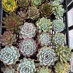 多肉植物　韓国苗
の画像