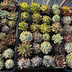多肉植物③の画像