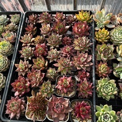 多肉植物③