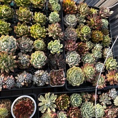 多肉植物③の画像