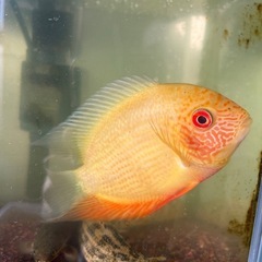 ペット 熱帯魚 古代魚 エンドリケリーの画像