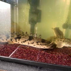 ペット 熱帯魚 古代魚 エンドリケリーの画像