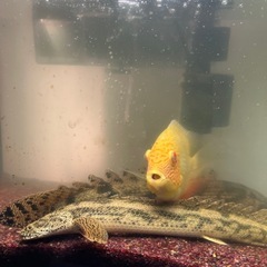 ペット 熱帯魚 古代魚 エンドリケリーの画像