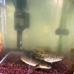 ペット 熱帯魚 古代魚 エンドリケリーの画像