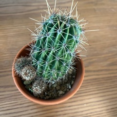 サボテンの画像