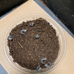 ギラファノコギリクワガタ　幼虫　7匹
