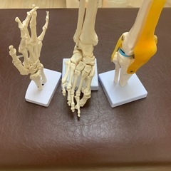骨模型　3点セット