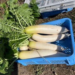 新鮮野菜　大根(受付終了しました)