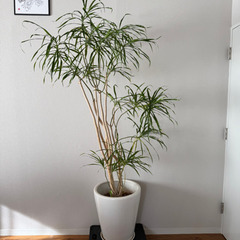 ドラセナ　観葉植物