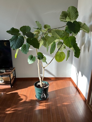 観葉植物　ウンベラータ　大サイズ