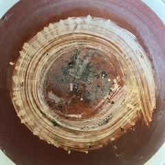 火鉢　水蓮　金魚鉢　植木鉢の画像