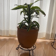 ドラセナグリーンライムの画像