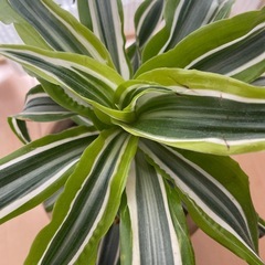 ドラセナグリーンライムの画像