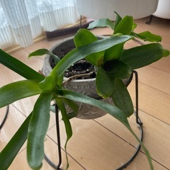 観葉植物