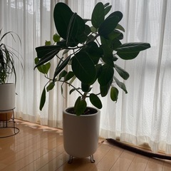 フィカスベンガレンシス