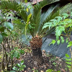 ソテツ H1.5〜1.8m