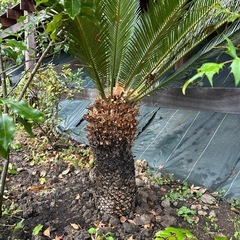 ソテツ　H1.5〜1.8mの画像