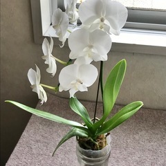 【27】ミディ胡蝶蘭
