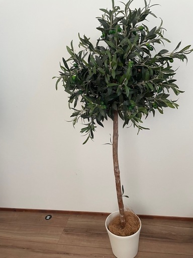 観葉植物　大型　オリーブ