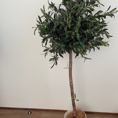 観葉植物　大型　オリーブ