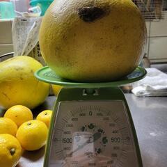 ①晩白柚市販Mサイズ(洗浄済、大きな傷あり)