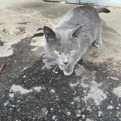 グレーの猫ちゃん保護してます!大切にしていただける里親さん募集し...