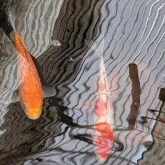 最終【2/14or15引き取りのみ】鯉の画像