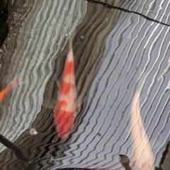 最終【2/14or15引き取りのみ】鯉の画像