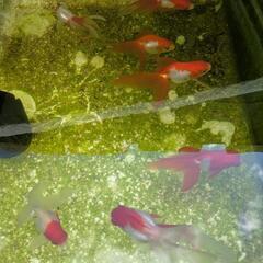 【✿急募✿】琉金　金魚