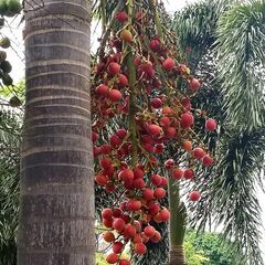 南西フロリダより　Foxtail Palm Wodyetia b...