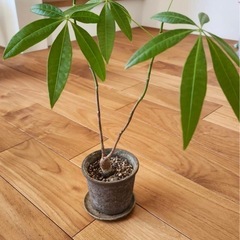 パキラと名前忘れた観葉植物🪴　二鉢