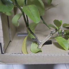 アゲハ蝶の蛹をお譲りします。の画像