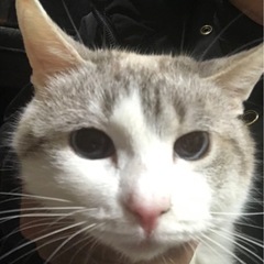 アメショぽい猫、ラグドールカラー？の子 − 香川県