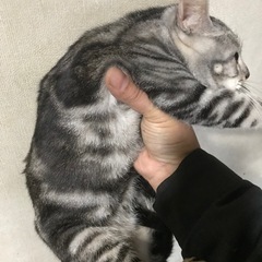 アメショぽい猫、ラグドールカラー？の子 - 猫