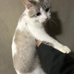 アメショぽい猫、ラグドールカラー？の子 - 里親募集