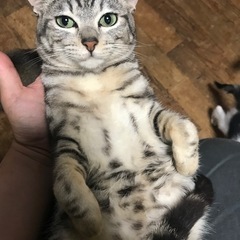 アメショぽい猫、ラグドールカラー？の子 - 綾歌郡