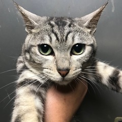 アメショぽい猫、ラグドールカラー？の子の画像