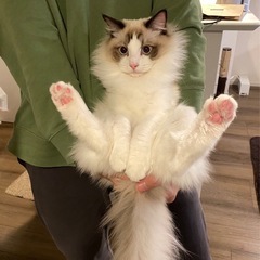 ブリスミックス グレインフリー　キャット 500g×2袋の画像