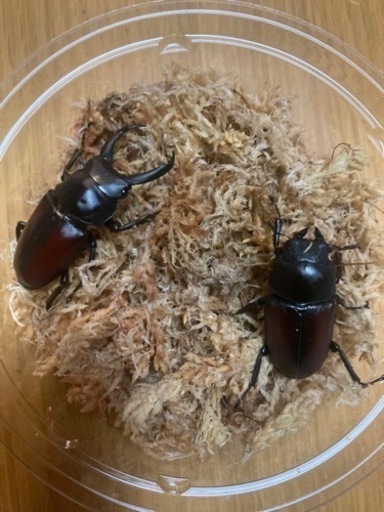 成虫ペア　ドンキエルコクワガタ