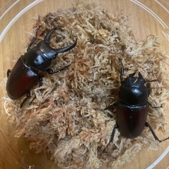 成虫ペア　ドンキエルコクワガタ