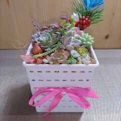 ★多肉植物寄せ植え 137★