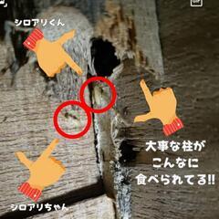 シロアリ駆除　格安キャンペーン