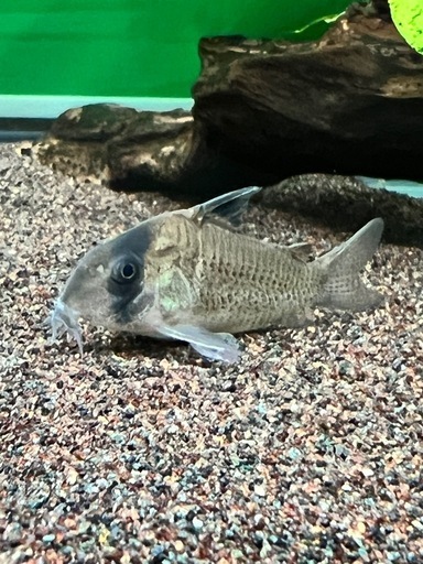 コリドラス　ポタロエンシス３匹　熱帯魚