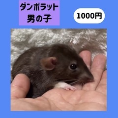 【🐭ダンボラット6ヶ月　1000円🐭】6月生まれ
