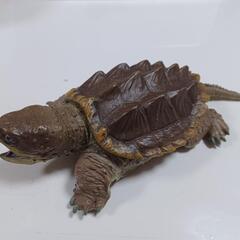 海の生き物フィギュア　セットの画像
