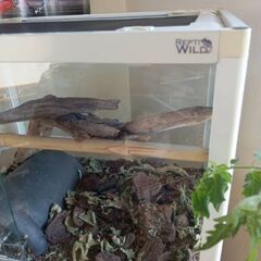 飼育ケース（爬虫類)の画像